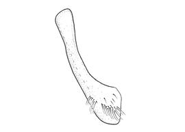   Anthidium sonorense  male, diagram showing ventral view of seventh sternum (S7), diagram from Gonzalez and Griswold 2013 
